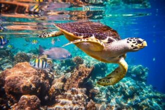 Biodiversité: Près de 40 espèces animales en voie d'extinction au Maroc