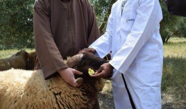 Aid Al Adha: 4,5 millions de têtes déjà identifiées par l'ONSSA