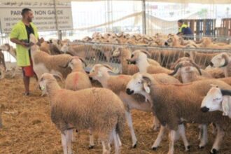 Aïd Al Adha: les prix varient entre 47 et 52 DH le kilo