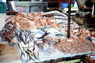 Tanger se dote d'un nouveau marché de gros au poisson