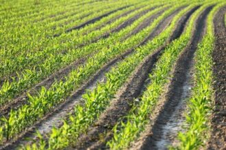 Agriculture: OCP lance son nouveau programme de semis direct