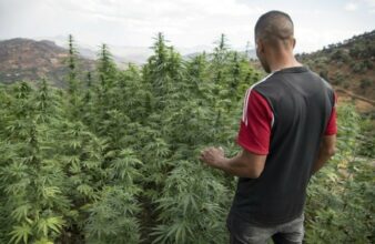 L’avenir de la production du cannabis examiné au Parlement