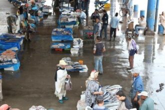 Les parasites, un des principaux motifs de refoulement des poissons marocains