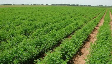 Campagne agricole: le déficit persiste, couvert végétal moyen à faible