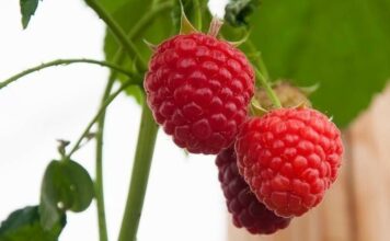 Le marché américain est désormais ouvert à la framboise marocaine