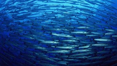 L'ONU lance le &ldquo;Ocean Innovation Challenge&rdquo; pour la protection de l'océan