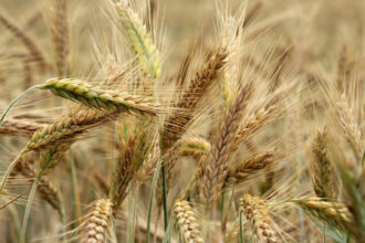 Campagne agricole 2023-2024 : 10 milliards de dirhams pour soutenir les agriculteurs