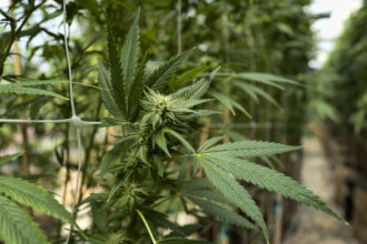 Traçabilité du cannabis, contrôles, processus : 5 MDH pour la digitalisation dans l'ANRAC