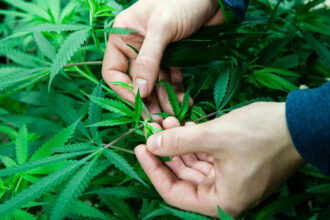 Cannabis légalisé : la saison de culture a démarré en février, la production prévue à partir de septembre