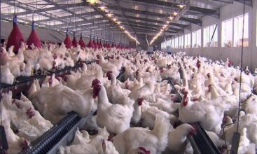 Poulet/Vague de chaleur: Pas de mortalité inquiétante et prix stables