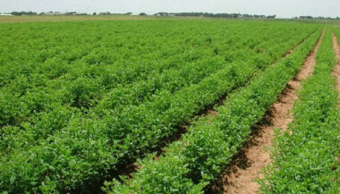 &ldquo;Achdaret leflaha&rdquo;, le nouveau site sur les réalisations du Plan Maroc vert