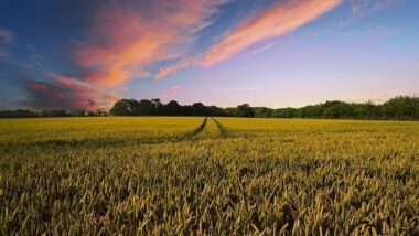 PLF 2019: Le détail du plan d’action et le budget du ministère de l’Agriculture