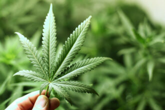 Interrogations sur le retard d'adoption de la loi sur le cannabis par le gouvernement