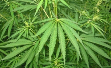 L'usage légal du cannabis sur la table du gouvernement