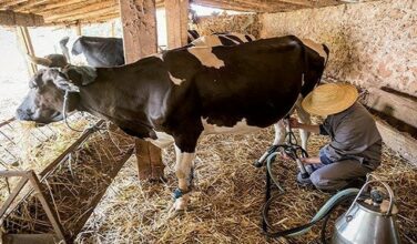 Boycott du lait: Les petits éleveurs en grande détresse