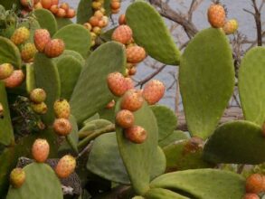 Ramania, le vinaigre de figue qui veut conquérir le monde