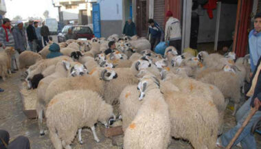 Aïd al-Adha 2023 : 34 marchés temporaires de mouton seront créés