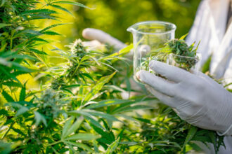 Projet de loi sur l'usage légal du cannabis: voici tout ce qu'il faut savoir