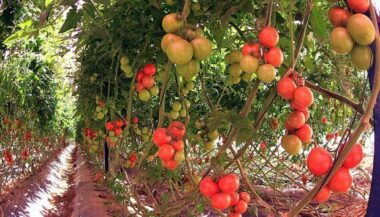 Comment démarre la campagne agricole dans le Souss-Massa, région phare de production et d'exportation
