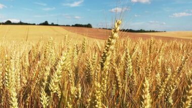 Agriculture: 6,8 MMDH ont été investis dans l'agrégation