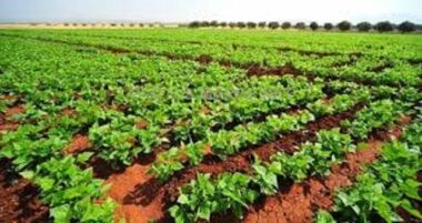La saison agricole 2017-2018 s'annonce sous les meilleurs auspices