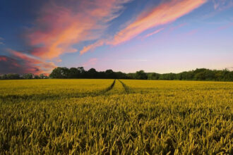 Campagne agricole : Le ministère de l'agriculture confirme les bonnes perspectives