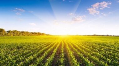 Campagne agricole 2018-2019: bon démarrage sous une pluviométrie exceptionnelle