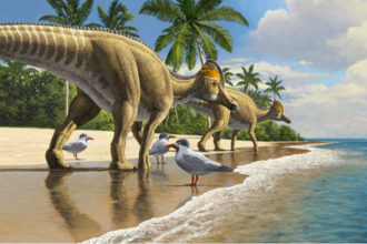 Des fossiles de dinosaure à bec de canard découverts au Maroc, une première en Afrique