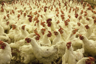 PLF 2021: reclassement de l'aviculture comme activité agricole