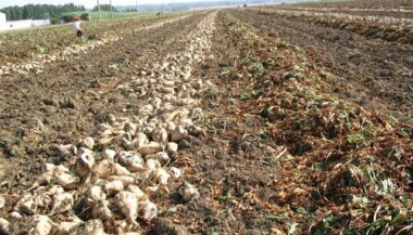 Campagne sucrière record dans le Gharb