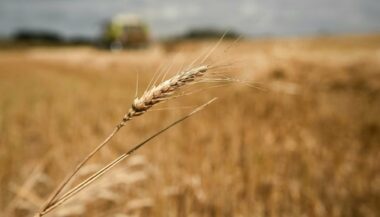 La Russie demande au Maroc de réduire les droits de douane applicables à l'importation du blé