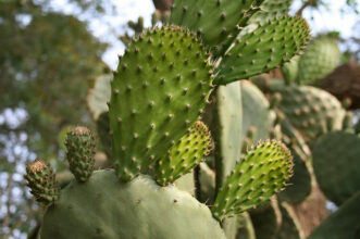 Guelmim: Traitement de plus de 1.920 hectares du cactus infestés par la cochenille