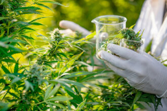 Usage légal du cannabis : Des experts répondent aux interrogations des producteurs