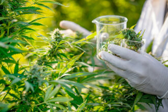 Une instance consultative pour accompagner la mise en œuvre de la loi sur le cannabis