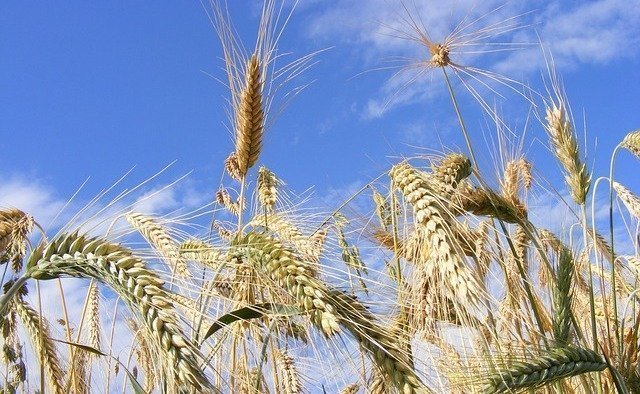 L'INRA dévoile 7 nouvelles variétés de céréales et de légumineuses