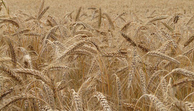 Le Maroc a des besoins importants en blé tendre pour 2023/24