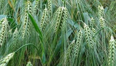 La campagne agricole évolue favorablement selon le ministère de l'Agriculture