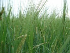 Lancement d’une opération de traitement aérien collectif des maladies de céréales