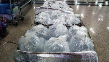78 kg de civelles saisis dans des valises à l'aéroport Mohammed V