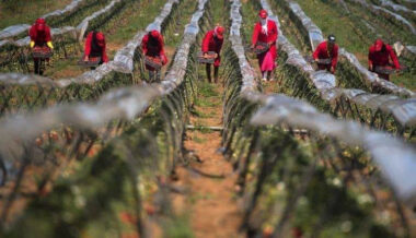 Les clusters du Gharb mettent à nu la précarité des ouvrières agricoles