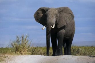 L'Afrique pourrait perdre 20% de ses éléphants en dix ans