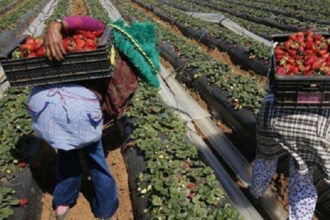 Espagne: environ 1.000 saisonnières marocaines arriveront à Huelva cette semaine