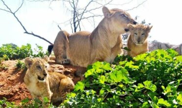 Nouvelles naissances au Jardin zoologique national de Rabat