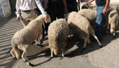 Onssa: 8 millions de têtes à l'approche de aïd Al Adha