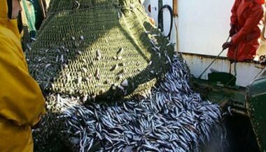 Poisson: Baisse des débarquements et augmentation du chiffre d'affaires à fin mai
