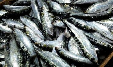Le prix de la sardine a baissé, voilà pourquoi