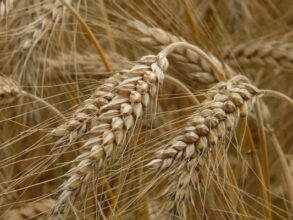 La production de semences céréalières explose