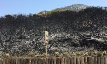 Tanger: 9,6 MDH pour la reconstitution de la forêt de Cap Spartel