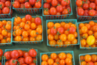 Tomates : la décision de réduire ou pas les exportations sera prise avant fin février