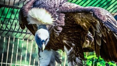 Le vautour fauve au parc Sindibad de Casablanca